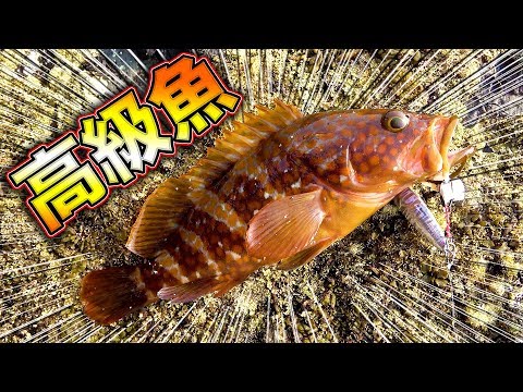 【ソロキャン】暇つぶしに釣りしたら予想外の高級魚が釣れた！！