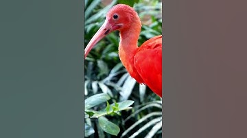 ibis bird sound |  ibis bird sounds  #animalsouds #animals #animalnoises