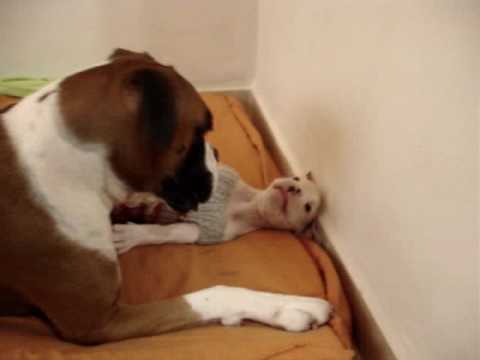 Boxer Perros jugando -  Mamá e hijo