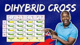 Master Dihybrid Crosses: The StepbyStep Guide to Punnett Squares & Genetic Ratios