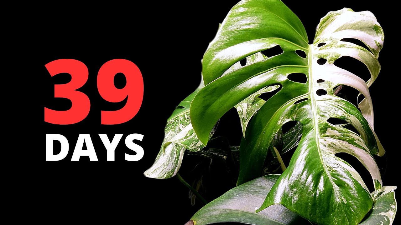 Growing Variegated Monstera Deliciosa Plant TIME LAPSE - New LEAF Timelapse