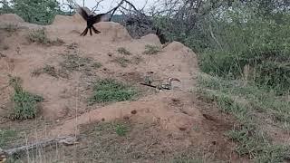 Dwarf Mongooses