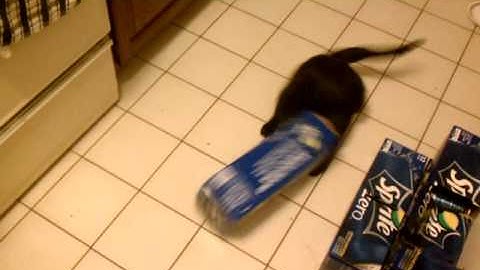 Sylvester loses a battle with a Sprite Zero box.