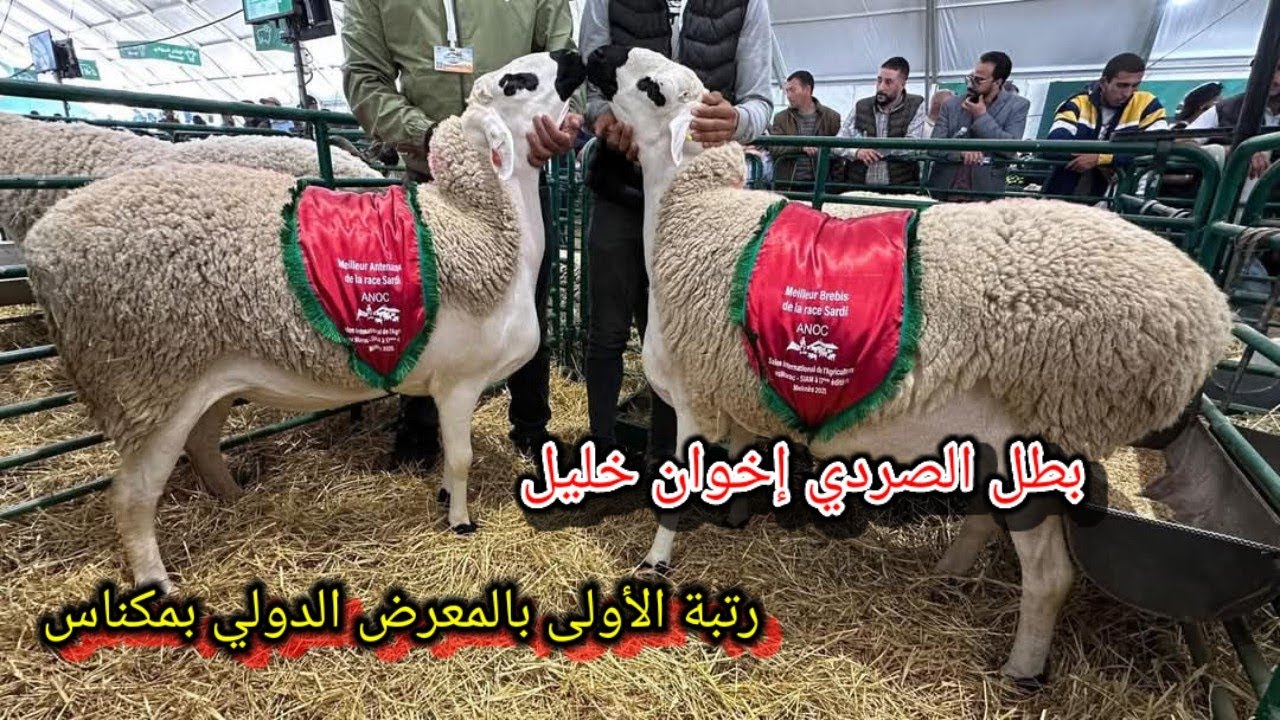 ظهور جميع الكساب بالمعرض الدولي #بمكناس كتوجد أحسن و أفضل سلالة وهي سلالة الصردي#المغرب