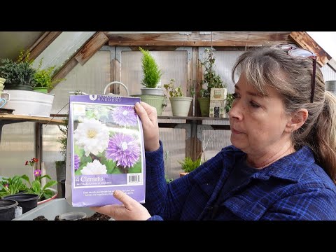 Video: Pot Clematis Plants - Bisakah Anda Menanam Clematis Dalam Wadah?