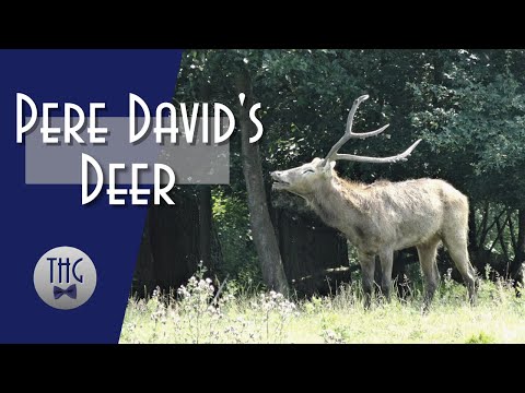 Vídeo: Deer of David - quatro animais em um