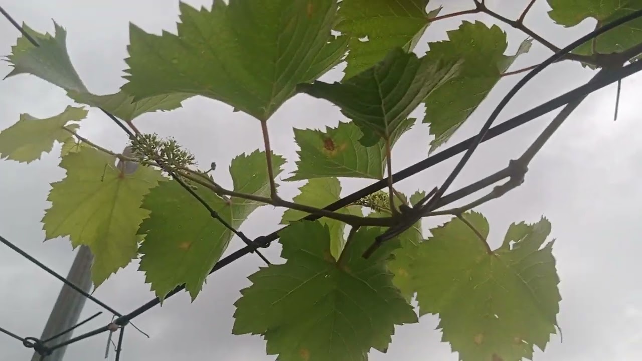 MENGATASI TUNAS BUD PECAH BELUM WAKTUNYA PADA  TERSIER ANGGUR JUPITER