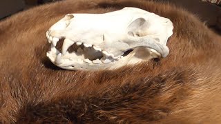 DIY Wolf Skull Cleaning “Start To Finish “ GRAPHIC !