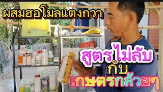 ผสมชุดฮอโมลแตงกวาในช่วงสร้างโครงสร้าง | เกษตรสร้างรายได้ | เกษตรกล้วยๆ