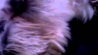 Increible Schnauzer Amamantando A Gao Moribundo