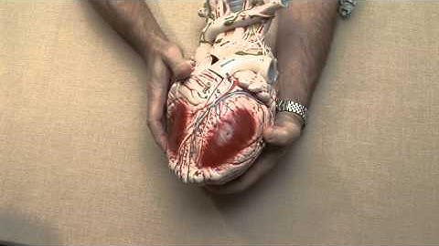 3D Anatomy of the Heart 3-2 - ECG / EKG Interpretation -- BASIC