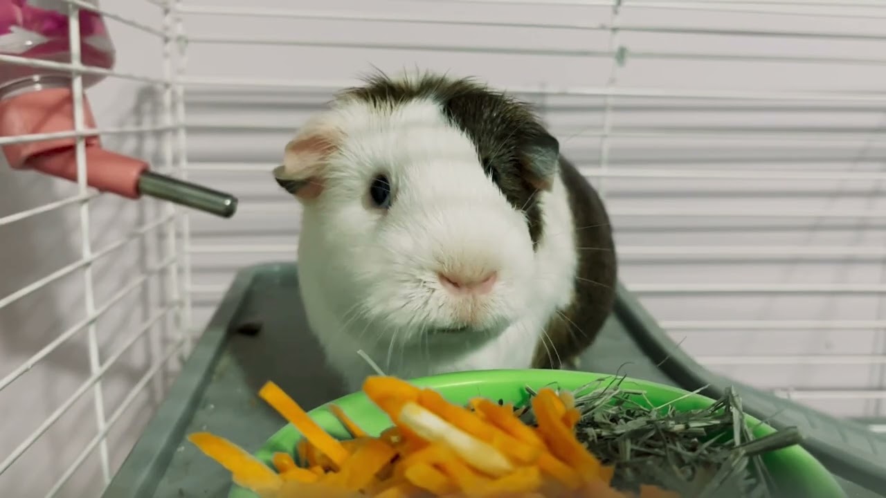 Small Animals @ Petworld