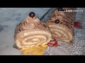 بسكوي رولي  biscuit  roulé facile