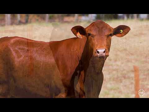 LOTE 70 - GRAMA 7157