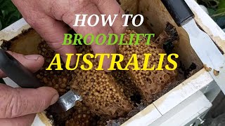 How To Broodlift Austoplebeia Australis