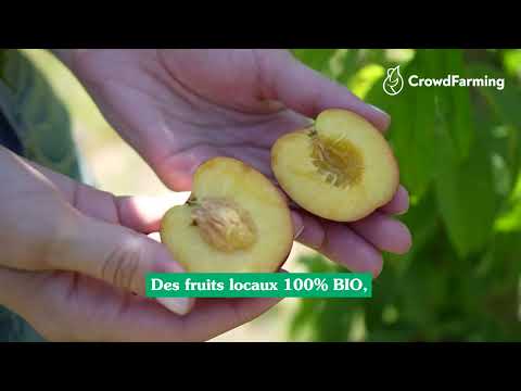 Commandez des fruits frais et BIO directement de l’agriculteur - video from CrowdFarming