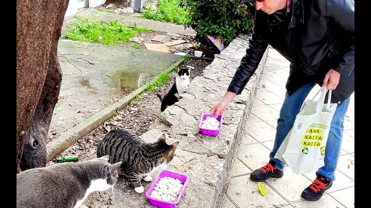 Feeding Street Cats On Christmas Eve 