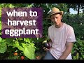 When To Harvest Eggplant