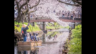 4K Spring in Japan / Top 100 Photo Spots of Japan 2020 / Tokyo Camera Club