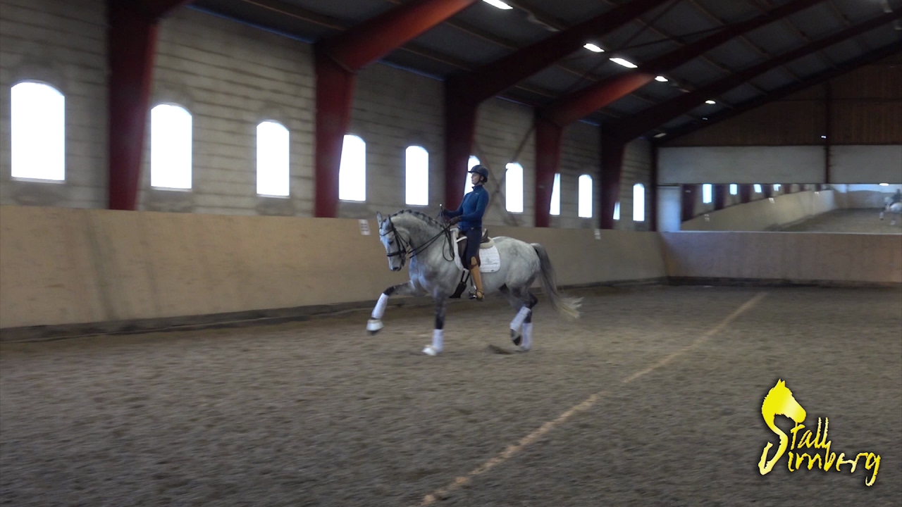 SOLD! Prix St. horse / SimbergSporthorses.se YouTube