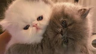 😂 Funniest Cats and Dogs Videos 😺🐶 || 🥰😹 Hilarious Animal Compilation №144