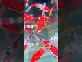 Aquatic Expert with 10 Years Experience Shares Top Tips for Raising INDONESIAN KOI