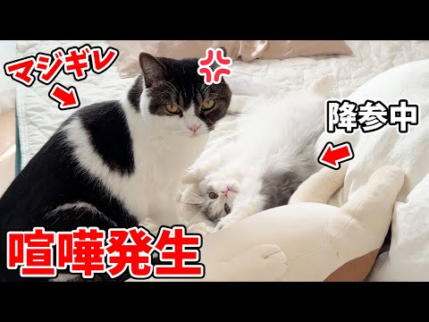 This is what happened when a big brother cat and a kitten had a