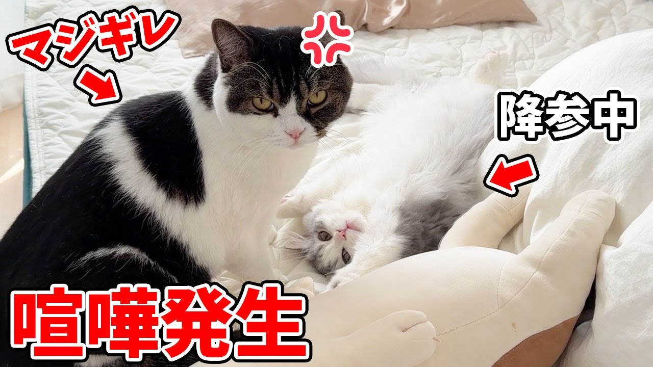 This is what happened when a big brother cat and a kitten had a