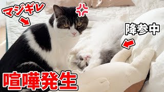 兄猫と子猫が本気で喧嘩した結果、こうなりましたw w w