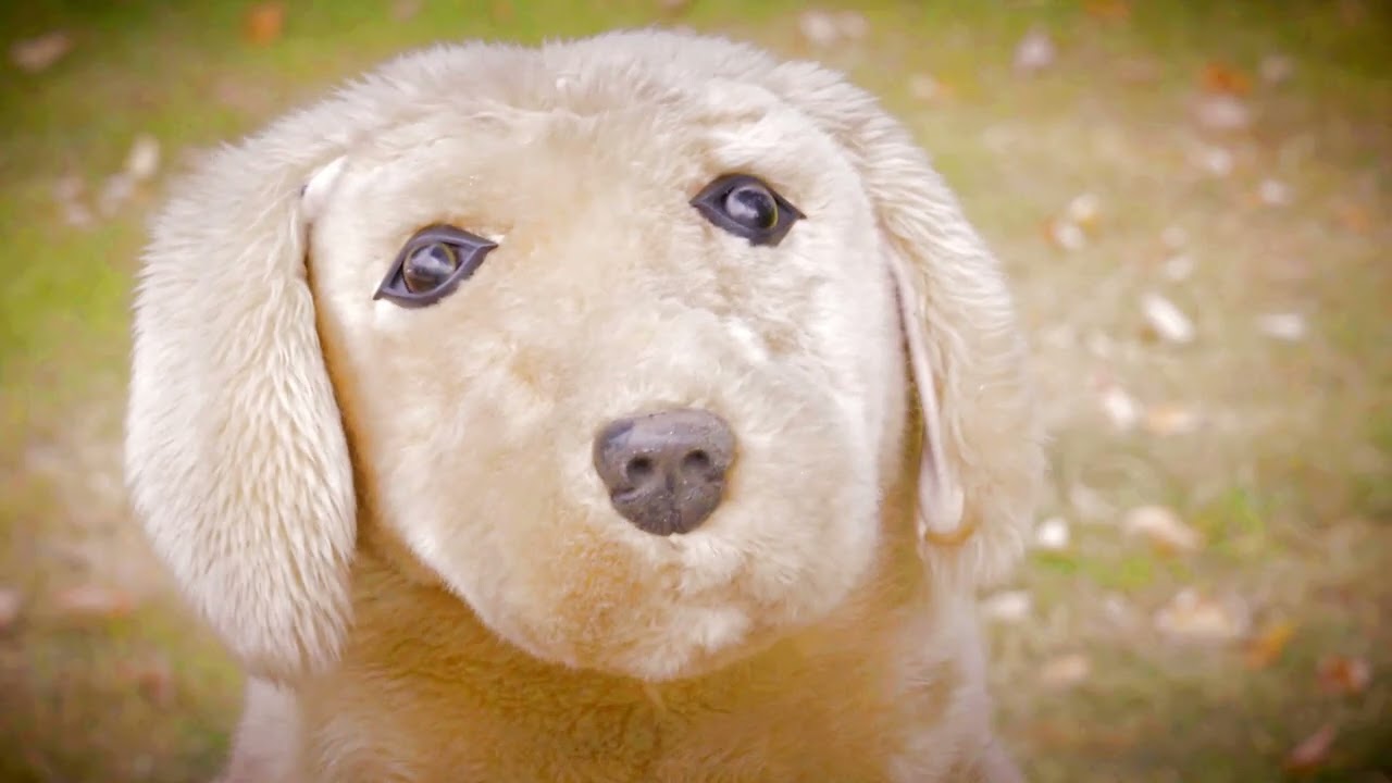 Diejen bôom moet om.