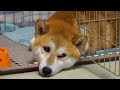 【しばわんこ日記】なかなか眠れない夜【柴犬タロウ】Shiba Inu&#39;s sleeping face is cute