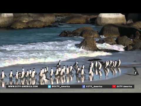 One African penguin's