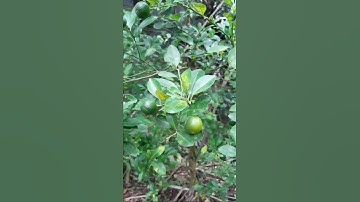 Tác dụng quả Tắc (Quất) #Shorts |Hằng Lê HG85