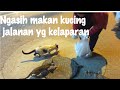 FEEDING HOMELESS STREET CATS 🐈 🐈 🐈