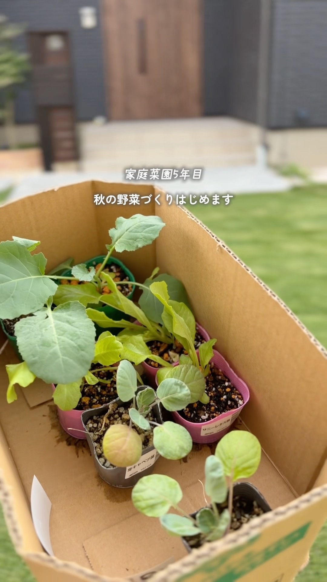 家庭菜園5年目 秋の野菜植えます - YouTube