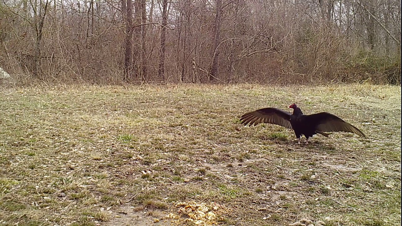 Turkey Vulture YouTube