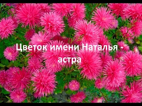 Астра -  цветок имени Наталья