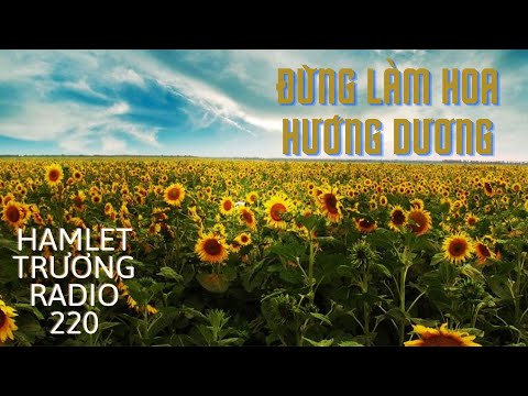 Hamlet Trương Radio 220: Đừng Làm Hoa Hướng Dương