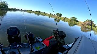 : Another great day of Shad Fishing on the Sac River 2024#hewescraft #shad# discovery park#