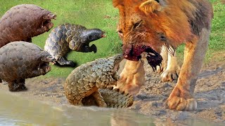 How Did The Pangolin Defeat The Lord Of The Jungle ? | Wild Animals Attack