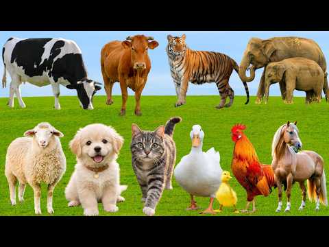 🌿 Đồng Quê Vang Lên “Khúc Ca Bình Yên” – Chó, Mèo, Heo & Bò Hòa Giọng Đầy Yêu Thương | Animals 🐶🐱🐷🐄