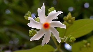 Holy Tree of Hindu Parijatak or Nyctanthes arbor tristis or Night flowering Jasmine