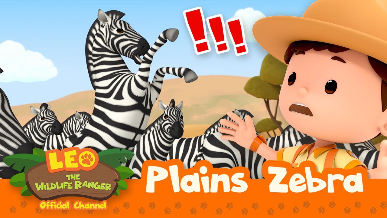 the STAMPEDE of ZEBRAS! 🦓 | Zebra | Leo Wildlife Ranger | #compilation - YouTube