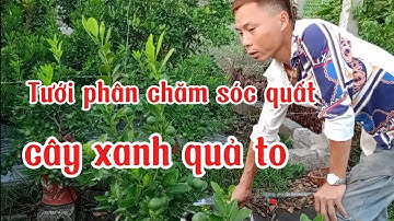 Thời điểm tưới phân cho quất cảnh cây xanh quả to nhanh chăm sóc quất cảnh trên chậu