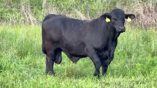 The Cattle Range Listing #605C247