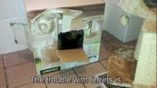 The trouble with ferrets is... by channel4ferrets 1,648 views 11 years ago 45 seconds