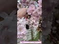 Лондон весной/ Лондон парки/ Цветение сакуры 🌸 в Англии/ Жизнь в Лондоне март 2022 #shorts #london