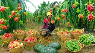 Download Lagu Harvest Dragon Fruit, Peas, Red Plums,Pumpkin To Sell At The Market And Cook With — Garden And Farm. MP3 Download Lagu Harvest Dragon Fruit, Peas, Red Plums,Pumpkin To Sell At The Market And Cook With — Garden And Farm. MP3