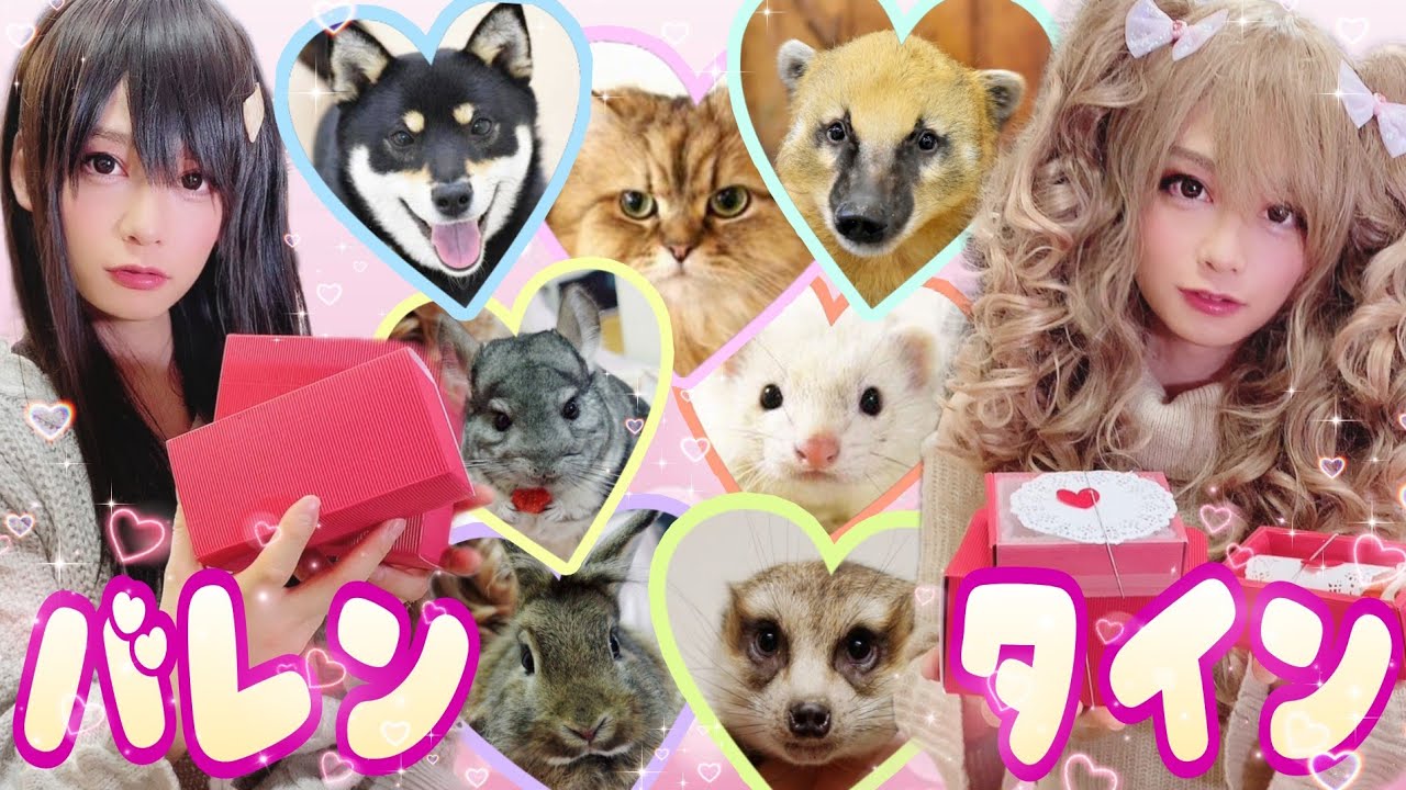 男の飼い主が女の子になりきってバレンタインをした結果、まさかの反応をする動物がwww Valentine