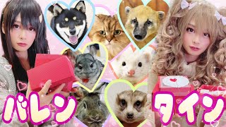 A male pet owner pretends to be a girl and gives Valentine's Day